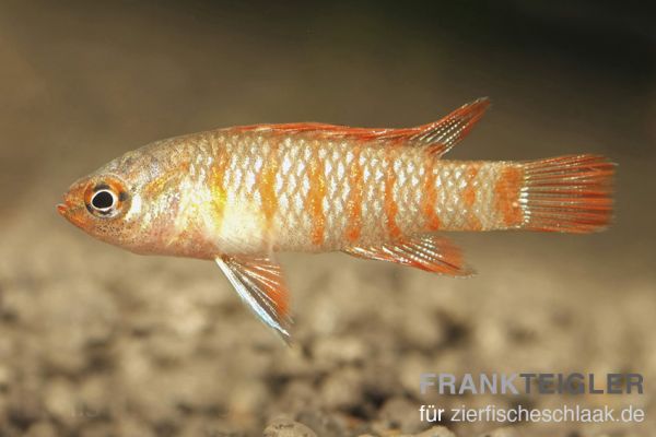 Scharlachroter Zwergblaubarsch - Dario dario